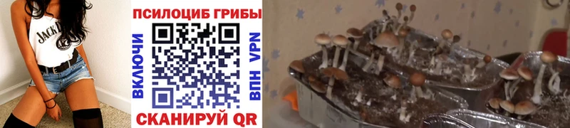 Галлюциногенные грибы Psilocybe  Красный Кут 